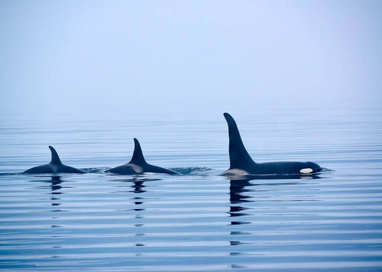 Whale Watching auf Vancouver Island