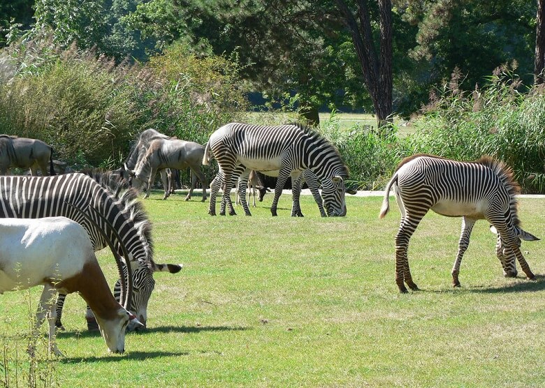 Zebras im Zoo Leipzig
