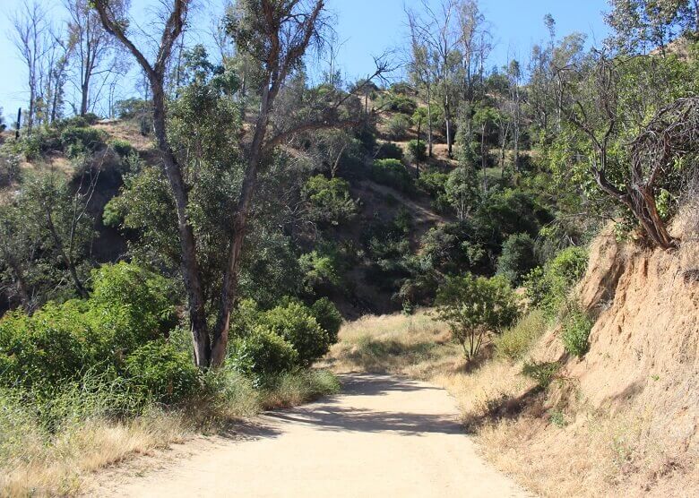 Kleiner Pfad im Griffith Park in Los Angeles