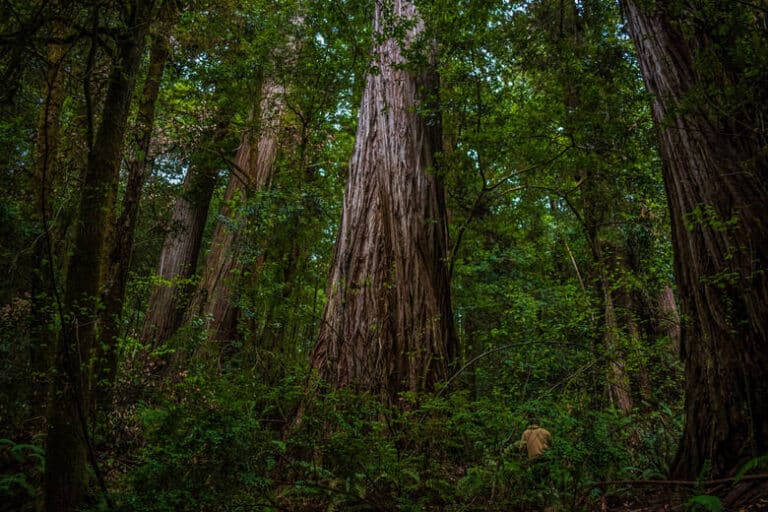 Der größte Baum der Welt Rekorde der Baumwelt Reisewelt