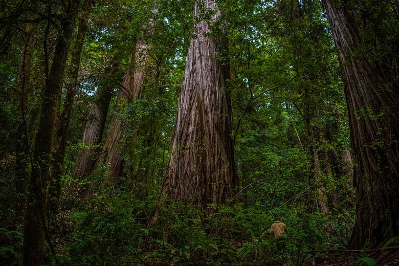 Der größte Baum der Welt im Redwood-Nationalpark in Kalifornien