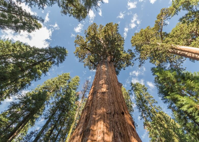 General Sherman Tree