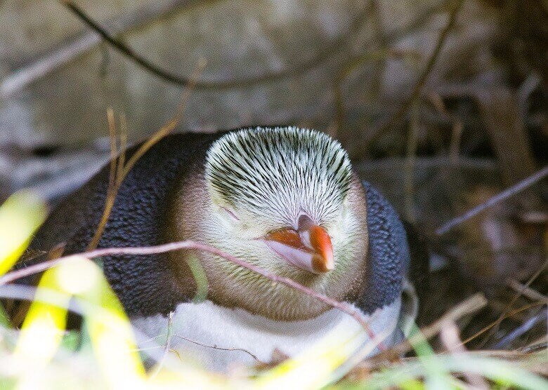 Pinguin in Oamaru