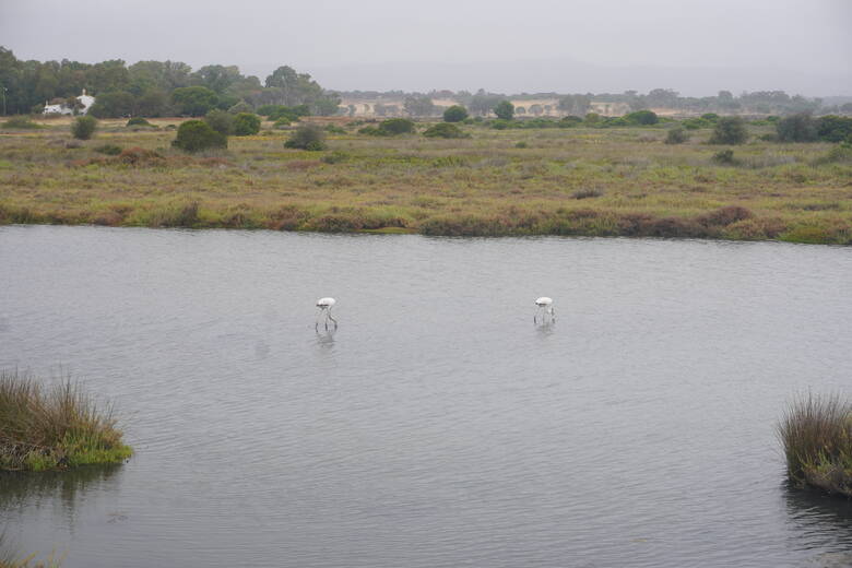 Flamingos in einer Lagune an der Algarve