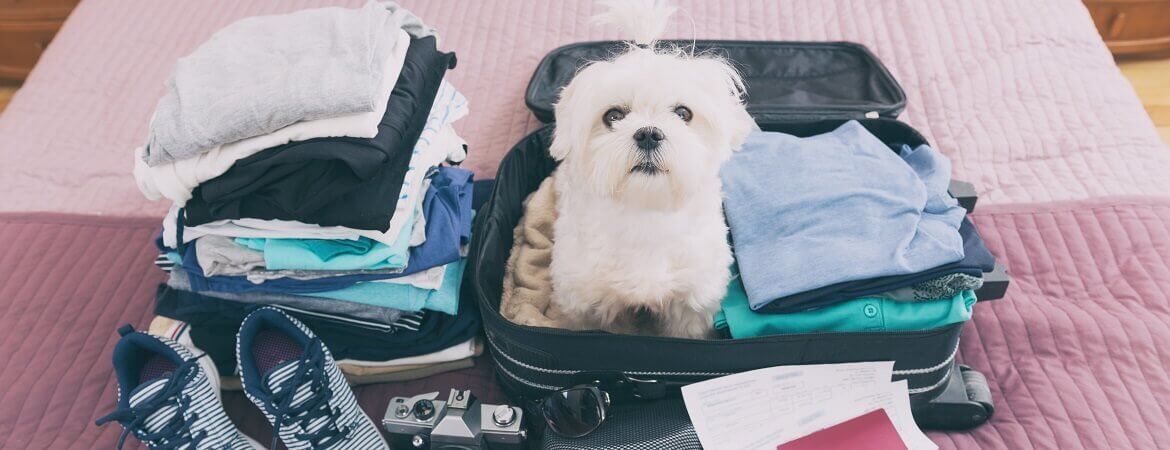 Weußer kleiner Hund sitzt in einem Koffer