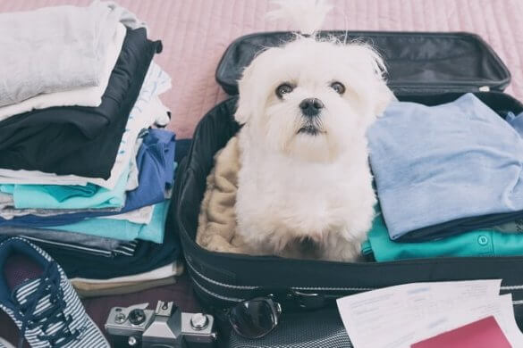 Urlaub in Spanien mit Hund