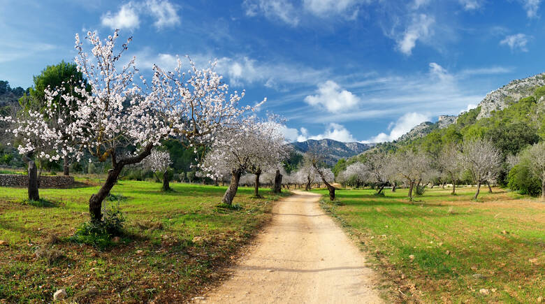 Mandelblüte in Valdemossa auf Mallorca