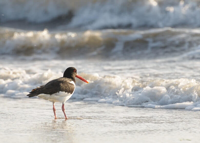 Vogel am Meer