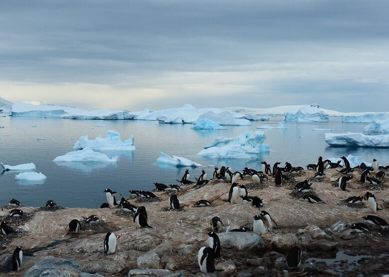 Pinguine in der Antartis