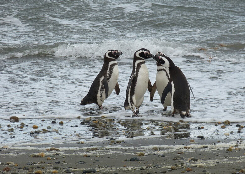 Pinguine in Südamerika