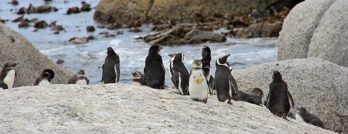 Pinguine in Südafrika