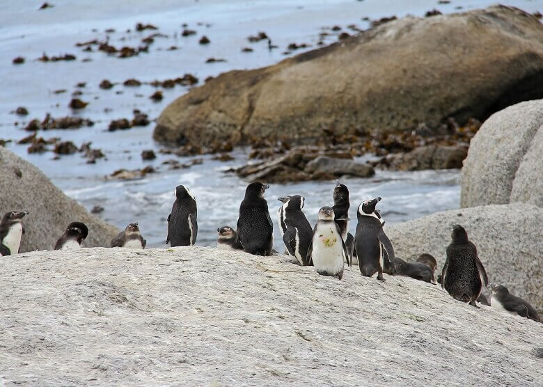 Pinguine in Südafrika