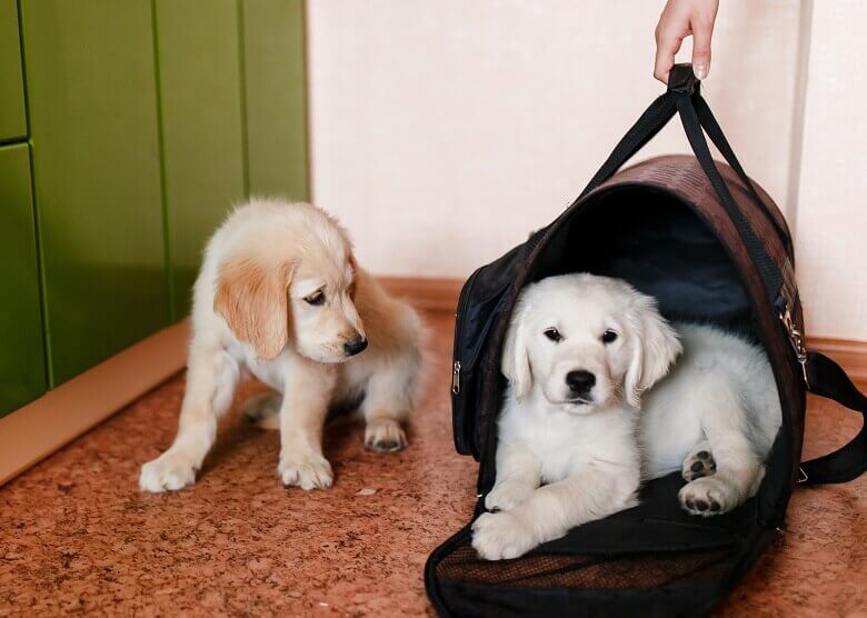 Hundewelpen mit Transporttasche