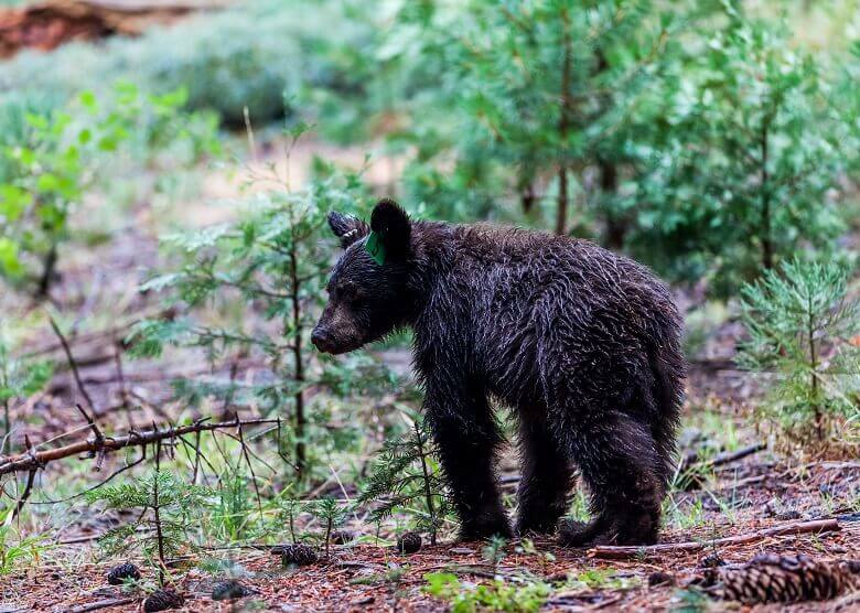 Bär im Sequoia-Nationalpark