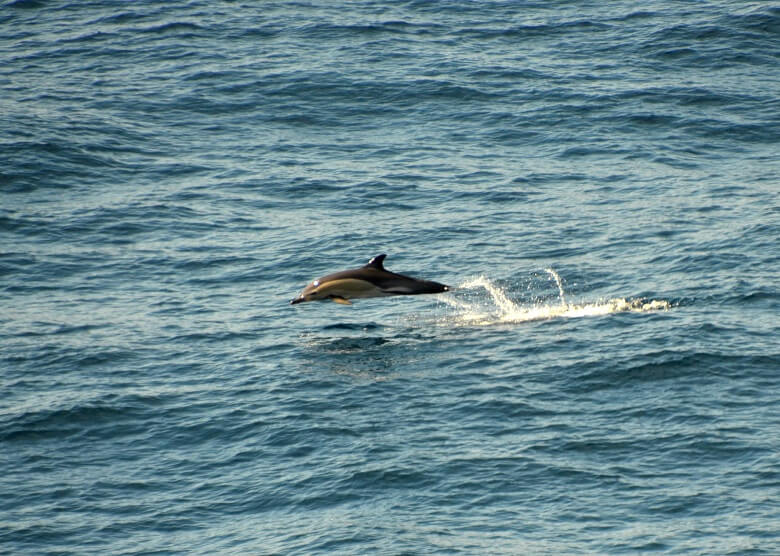 Delfin im Atlantik