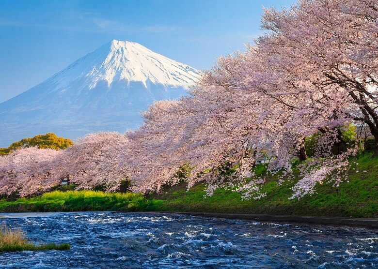 Kirschblüte in Japan