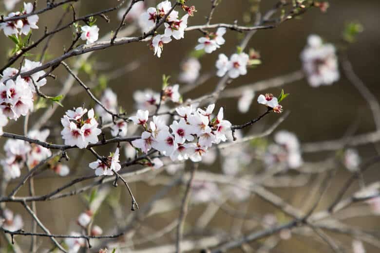 Weiße Kirschblüte auf der Insel Madeira