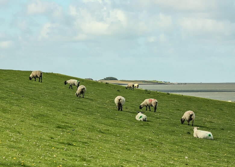 Schafe auf Pellworm