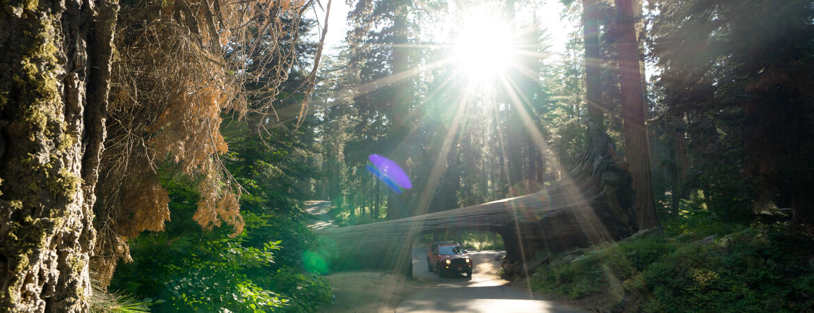 Auto fährt durch Baum in Sequoia National Park