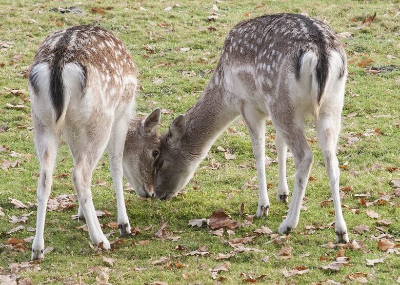 Rehe im Streichelzoo