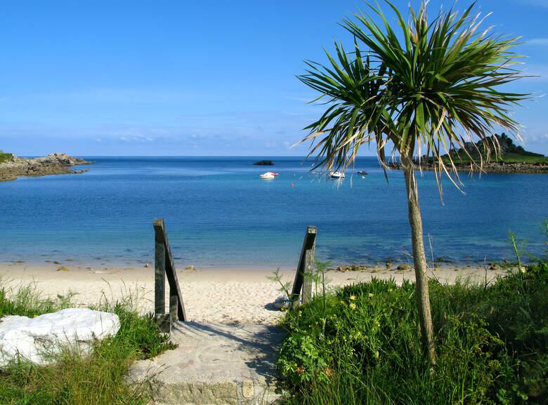 Sandstrand mit Palme auf den Scilly-Inseln in Großbritannien