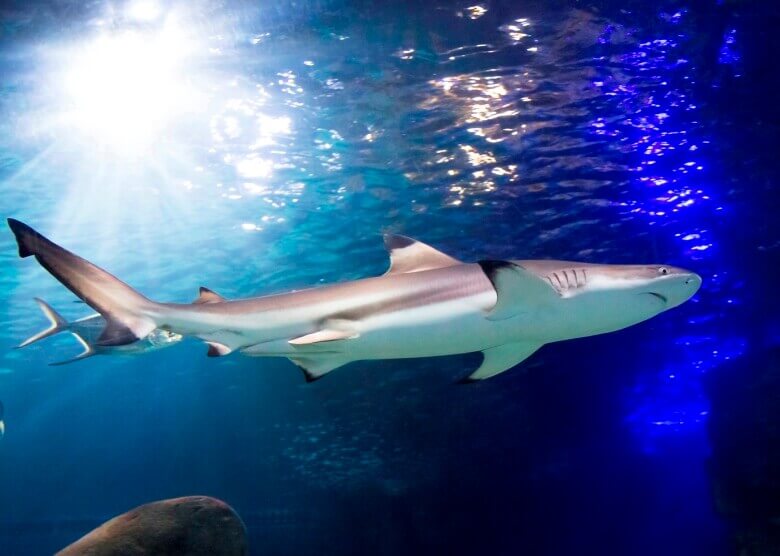Im Sealife warten faszinierende Meeresbewohner auf Jung und Alt