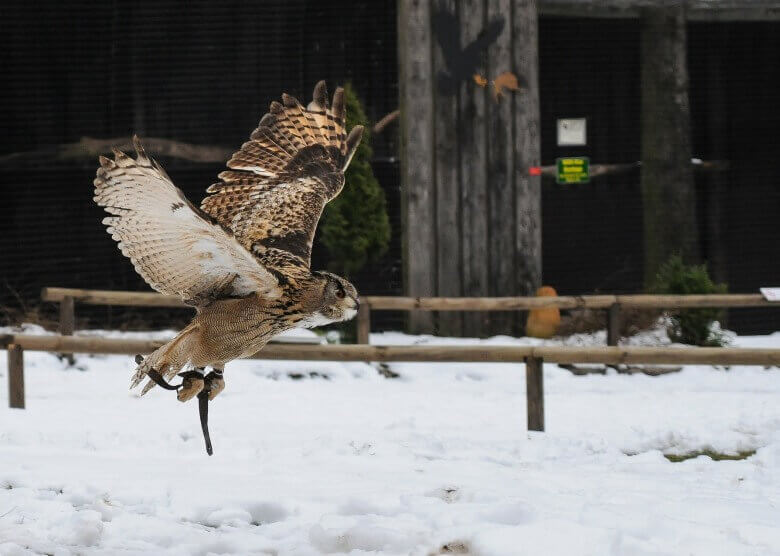 Eule in der Greifvogelstation Hellenthal 