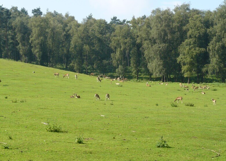 Der Naturwildpark Granat 