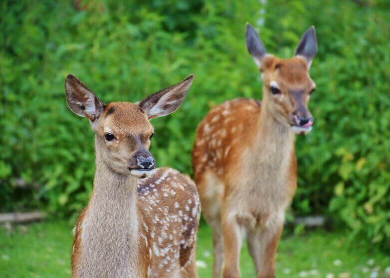 Damwild im Wildpark Frankenhof