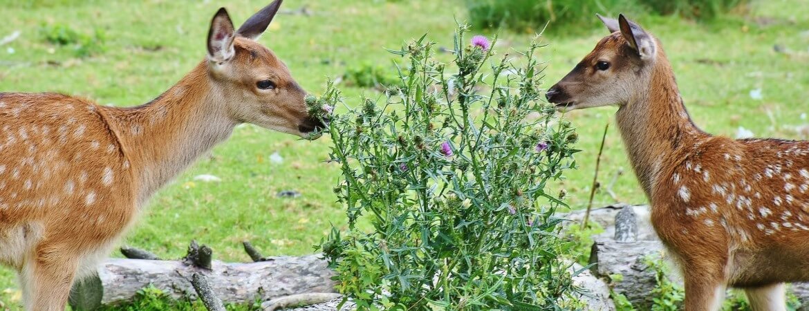 Rehe im Wildpark