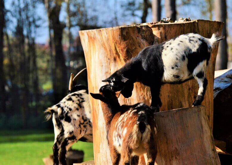 Streichelzoo im Wildpark in NRW