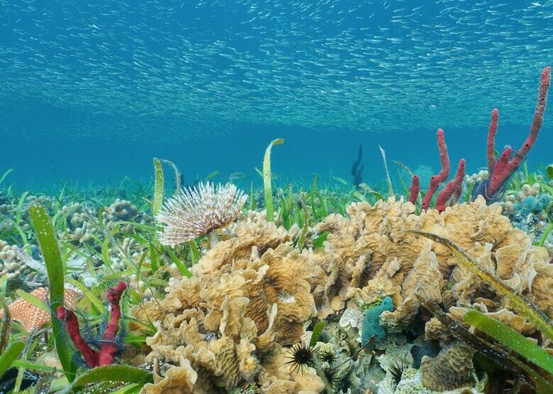 Die faszinierende Unterwasserwelt vor Bocas del Toro