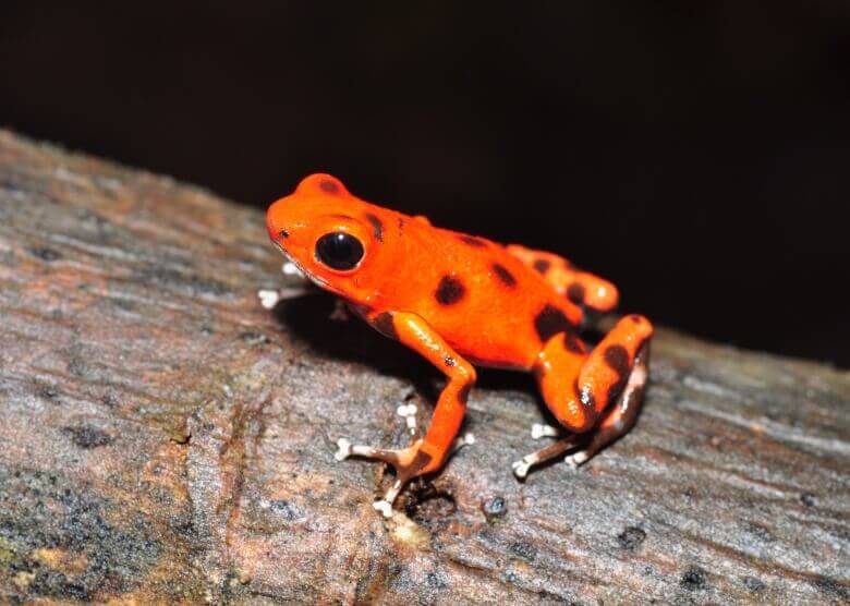 Der Red Frog Beach auf Borcas del Toro