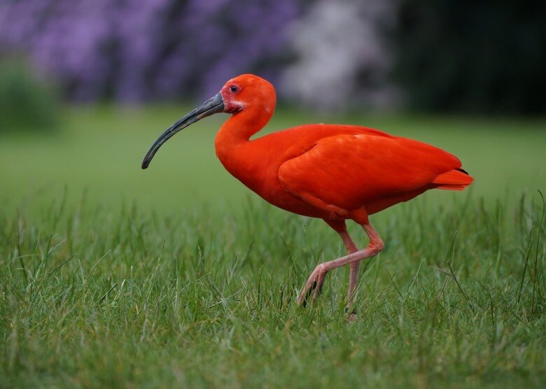 Toll für Familien: Der Weltvogelpark in Walsrode