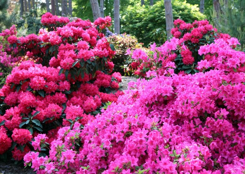 Wunderschön: Blühender Rhododendron in Gablenz