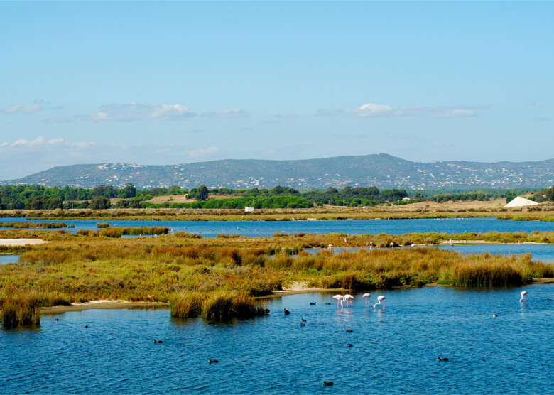 Flamingos im Naturpark Ria Formosa