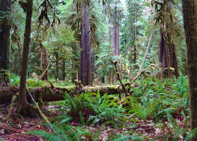 Lake Crescent Wanderweg