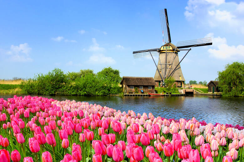 Tulpenfeld und Windmühle in den Niederlanden