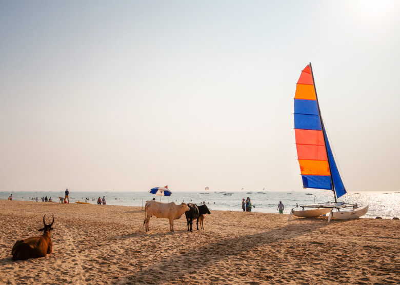 Heilige Kühe am Calangute Beach