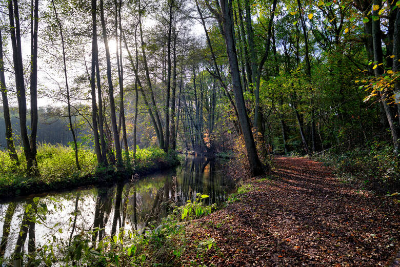Wanderweg im Wald in der Lüneburger Heide