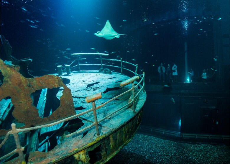 Wrack im Aquarium des Ozeaneum