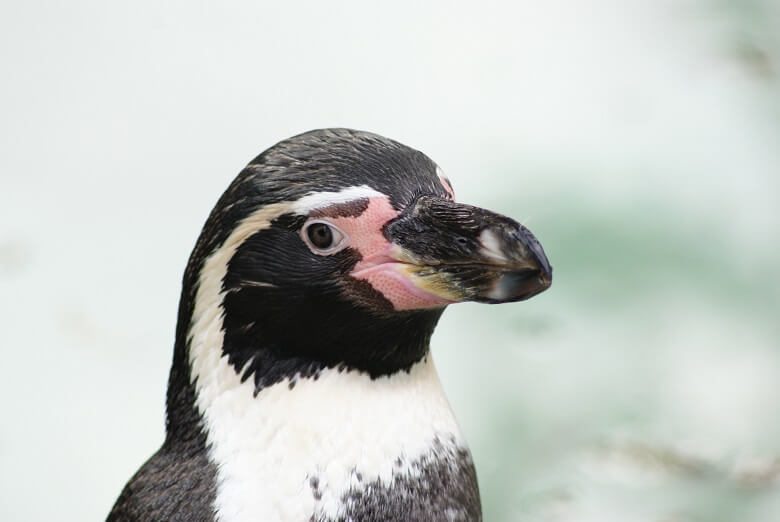 Pinguin im Kurpark von Cuxhaven
