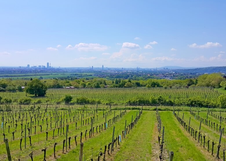 Weinbauangebiet am Bisamberg in Österreich mit Blick auf Wien