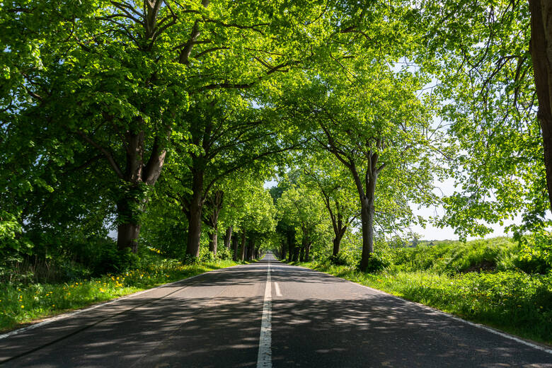 Allee bei Garz auf Rügen