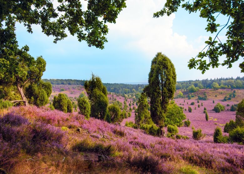 Die Lüneburger Heide in Deutschland mit blühender Heideblüte