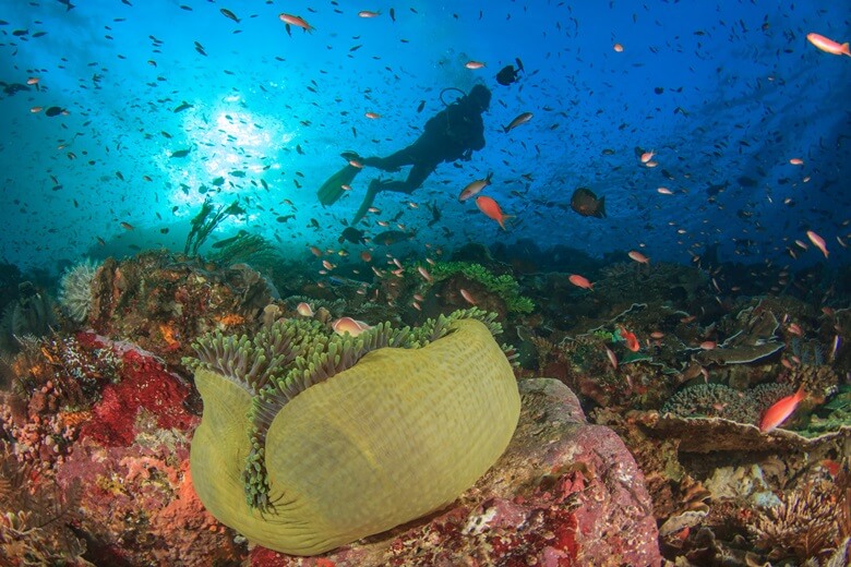 Taucher am Ningaloo Reef in Westaustralien