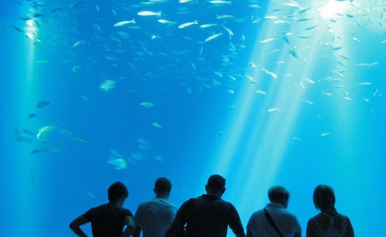 Menschen stehen vor einem Aquarium mit Fischen im Ozeanum