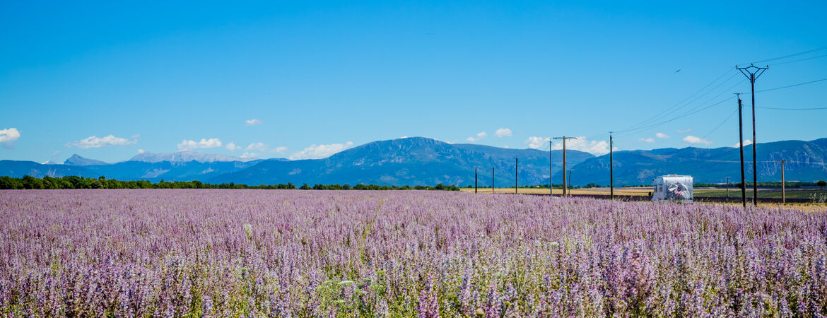 Wohnmobil fährt an einem blühenden Feld in der Provence vorbei