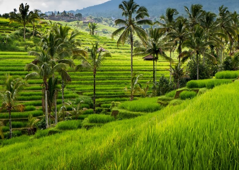 Reisterrassen in Ubud auf Bali, Indonesien