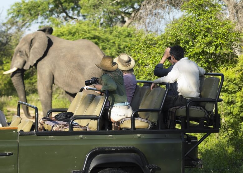 Vier Personen im Auto auf Safari mit Elefant